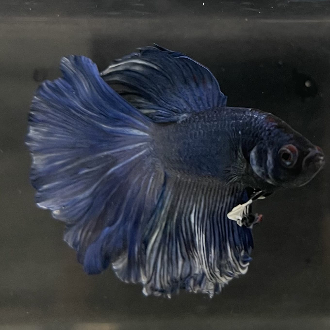 the-fish-farm Male Betta Male Betta - One Only - 6 Choose your favourite Male Betta from The Fish Farm Australia