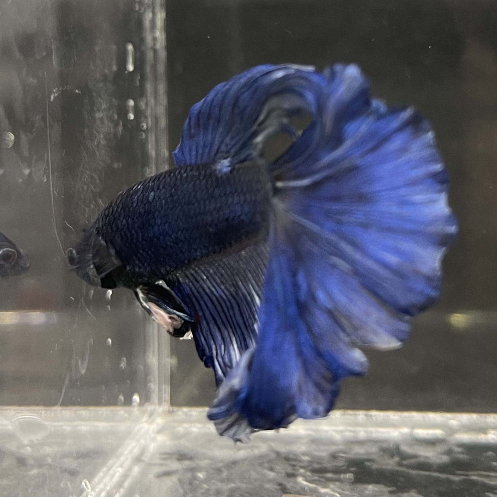 the-fish-farm Male Betta Male Betta - One Only - 6 Choose your favourite Male Betta from The Fish Farm Australia