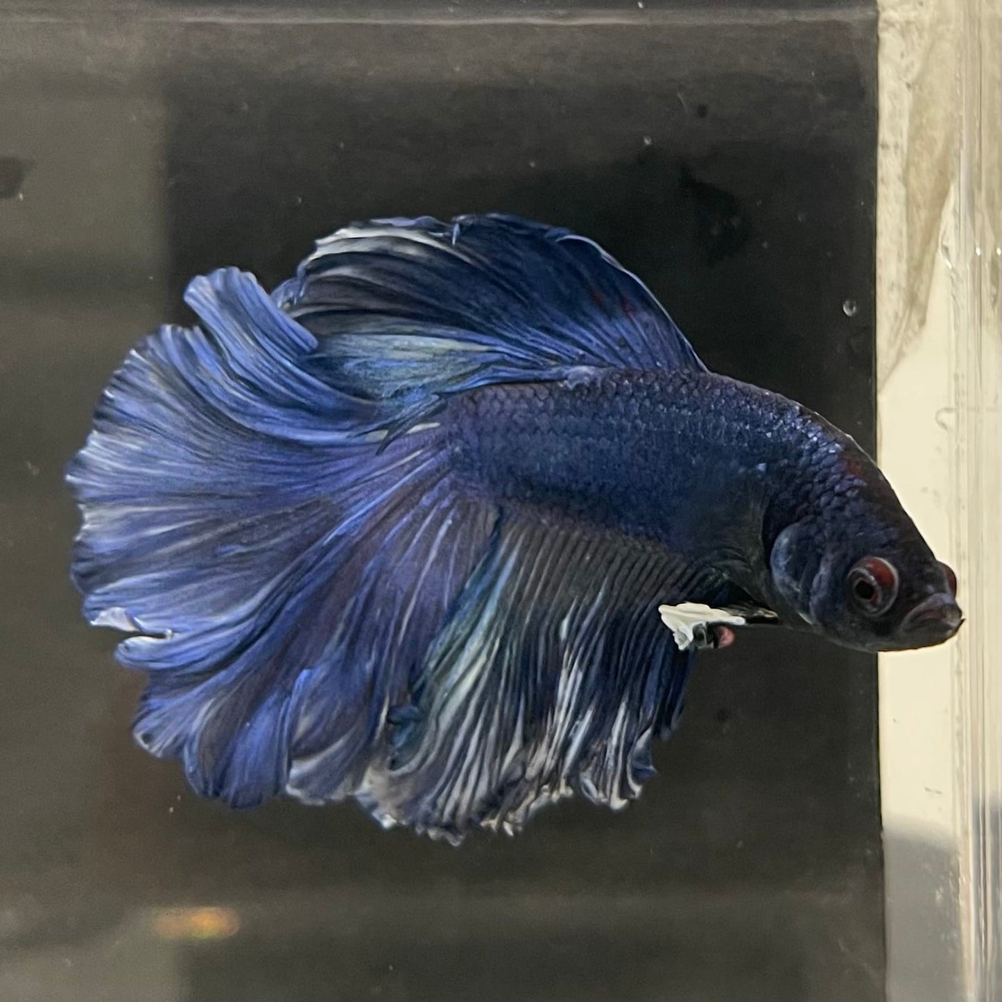 the-fish-farm Male Betta Male Betta - One Only - 6 Choose your favourite Male Betta from The Fish Farm Australia