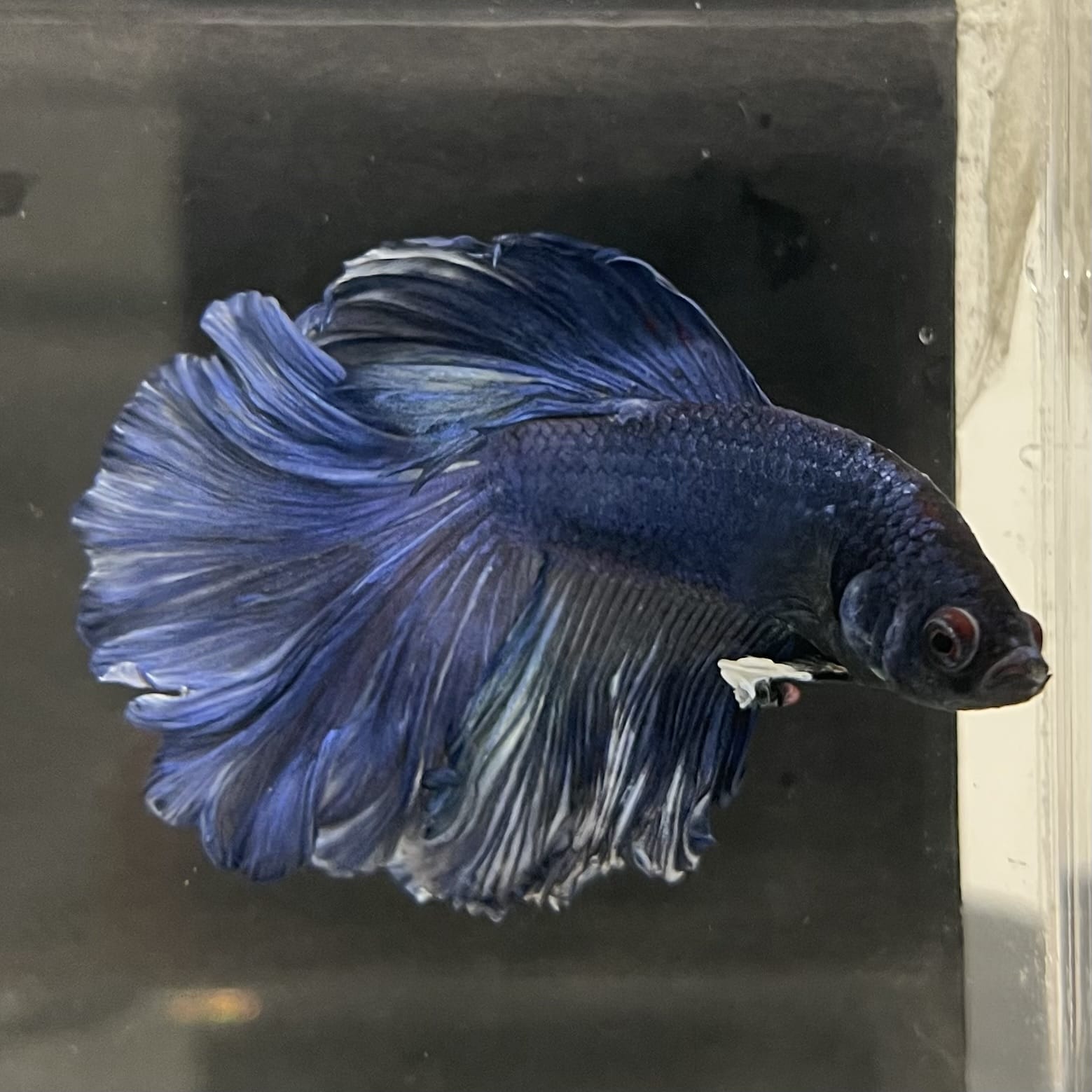 the-fish-farm Male Betta Male Betta - One Only - 6 Choose your favourite Male Betta from The Fish Farm Australia