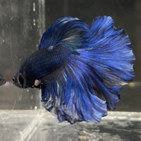 the-fish-farm Male Betta Male Betta - One Only - 6 Choose your favourite Male Betta from The Fish Farm Australia