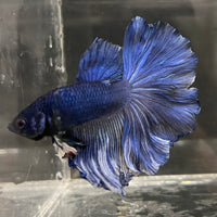 the-fish-farm Male Betta Male Betta - One Only - 6 Choose your favourite Male Betta from The Fish Farm Australia