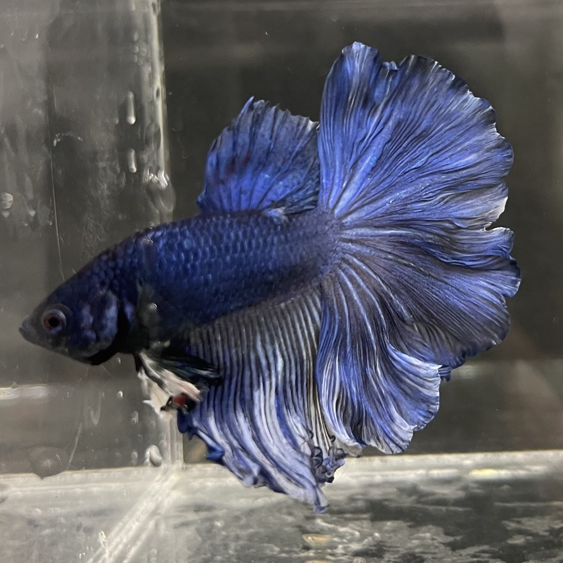 the-fish-farm Male Betta Male Betta - One Only - 6 Choose your favourite Male Betta from The Fish Farm Australia