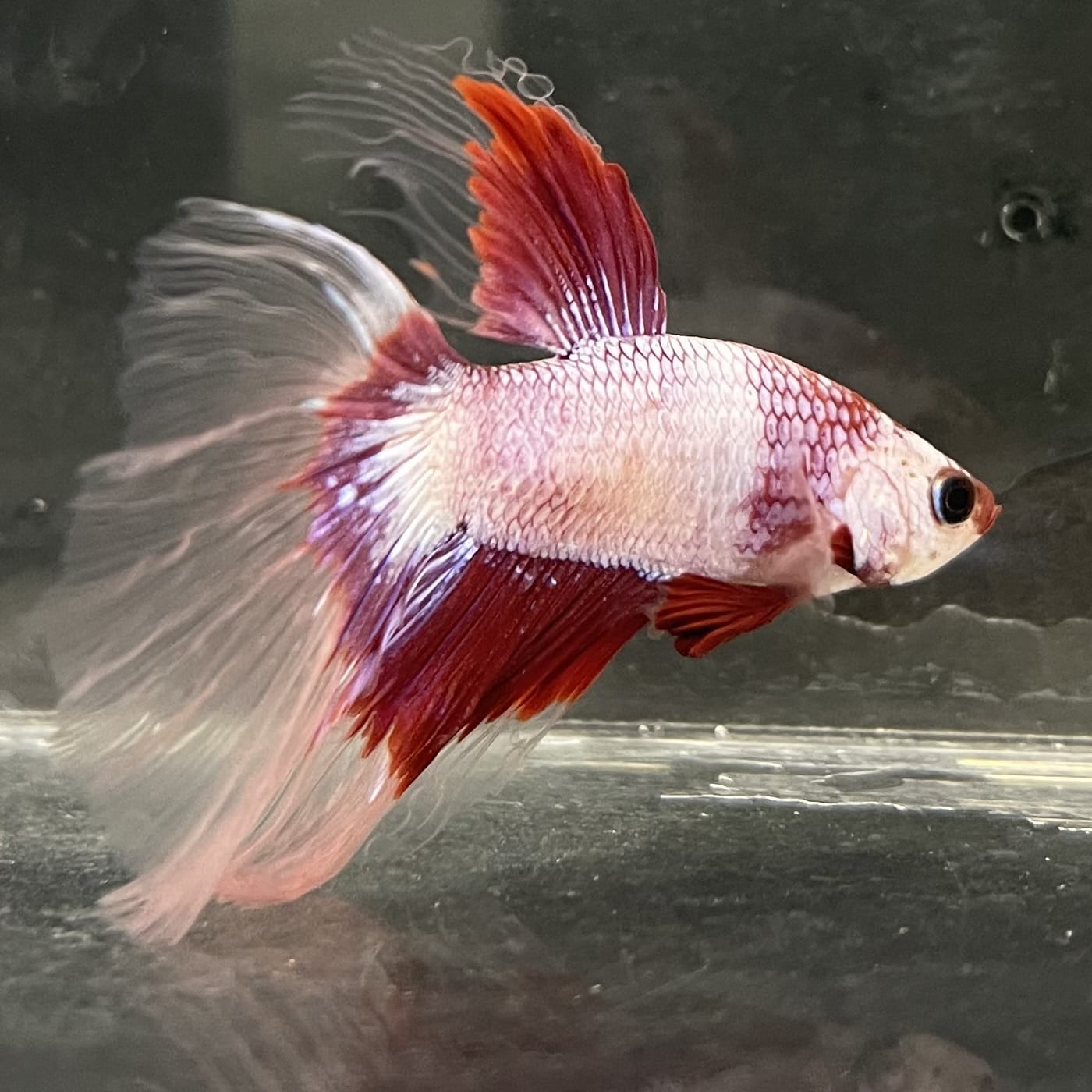 the-fish-farm Male Betta Male Betta - One Only - 6 Choose your favourite Male Betta from The Fish Farm Australia