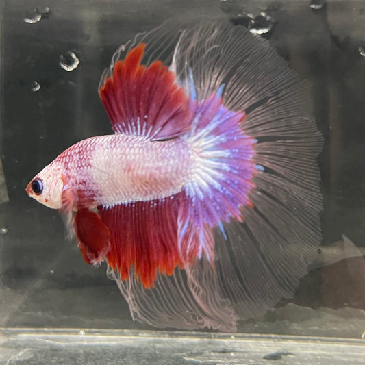 the-fish-farm Male Betta Male Betta - One Only - 6 Choose your favourite Male Betta from The Fish Farm Australia
