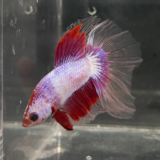 the-fish-farm Male Betta Male Betta - One Only - 6 Choose your favourite Male Betta from The Fish Farm Australia