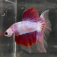 the-fish-farm Male Betta Male Betta - One Only - 6 Choose your favourite Male Betta from The Fish Farm Australia