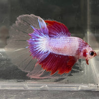 the-fish-farm Male Betta Male Betta - One Only - 6 Choose your favourite Male Betta from The Fish Farm Australia