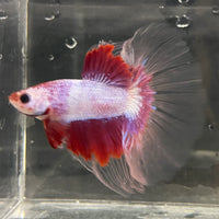 the-fish-farm Male Betta Male Betta - One Only - 6 Choose your favourite Male Betta from The Fish Farm Australia