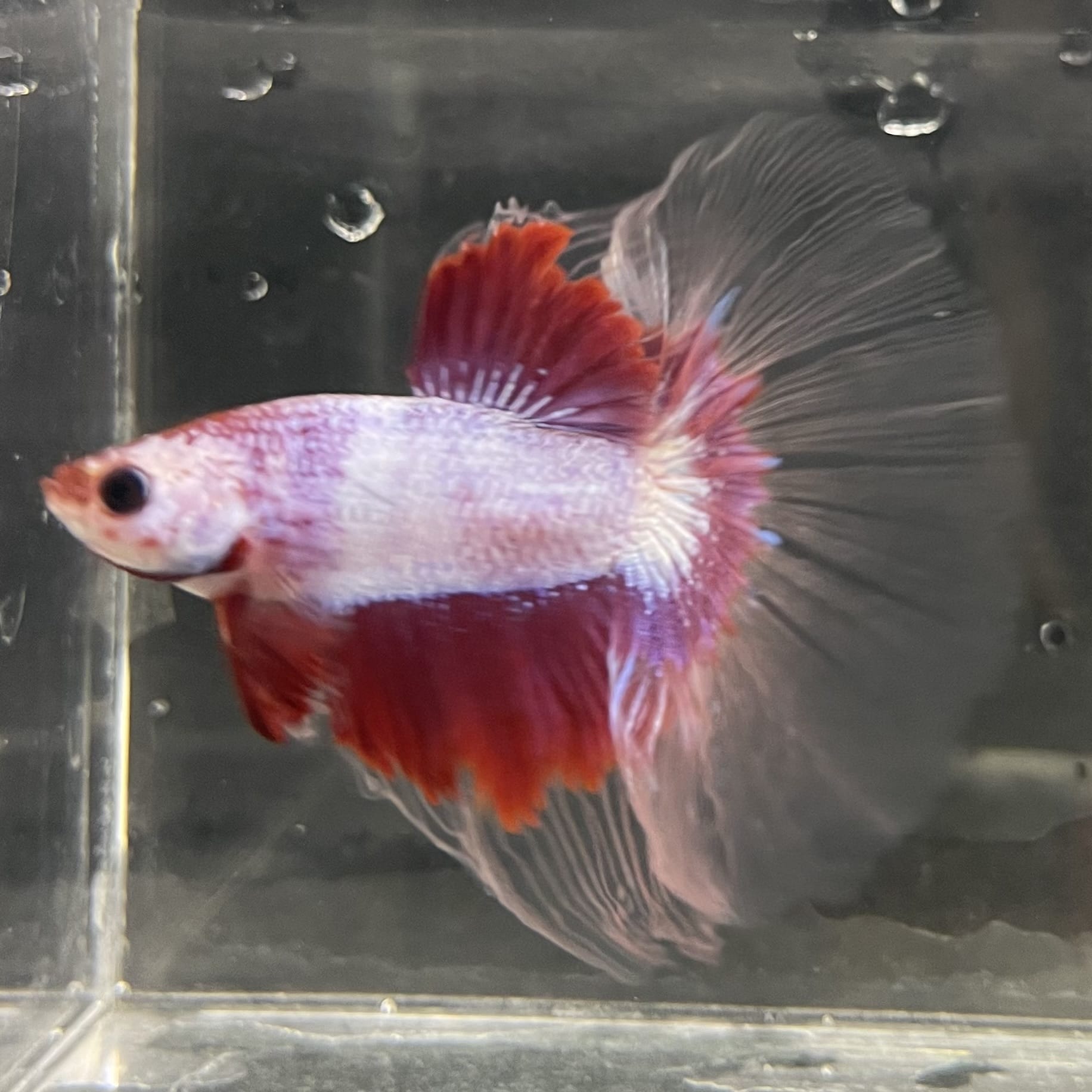 the-fish-farm Male Betta Male Betta - One Only - 6 Choose your favourite Male Betta from The Fish Farm Australia