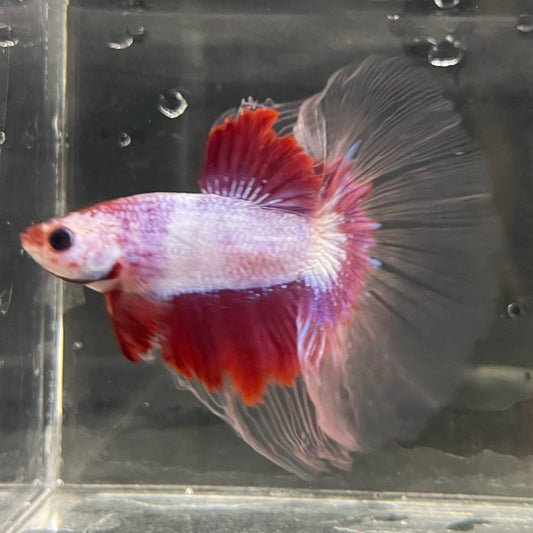 the-fish-farm Male Betta Male Betta - One Only - 6 Choose your favourite Male Betta from The Fish Farm Australia