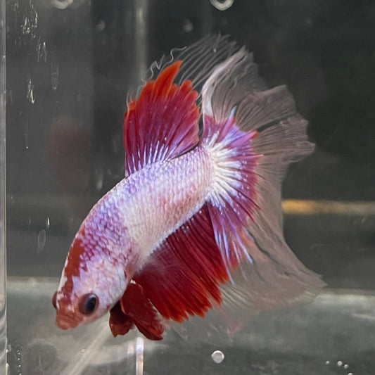 the-fish-farm Male Betta Male Betta - One Only - 6 Choose your favourite Male Betta from The Fish Farm Australia