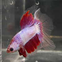 the-fish-farm Male Betta Male Betta - One Only - 6 Choose your favourite Male Betta from The Fish Farm Australia