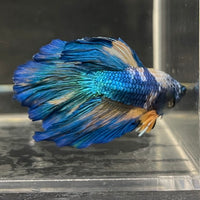 the-fish-farm Male Betta Male Betta - One Only - 6 Choose your favourite Male Betta from The Fish Farm Australia