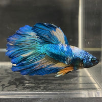 the-fish-farm Male Betta Male Betta - One Only - 6 Choose your favourite Male Betta from The Fish Farm Australia