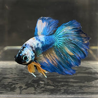 the-fish-farm Male Betta Male Betta - One Only - 6 Choose your favourite Male Betta from The Fish Farm Australia