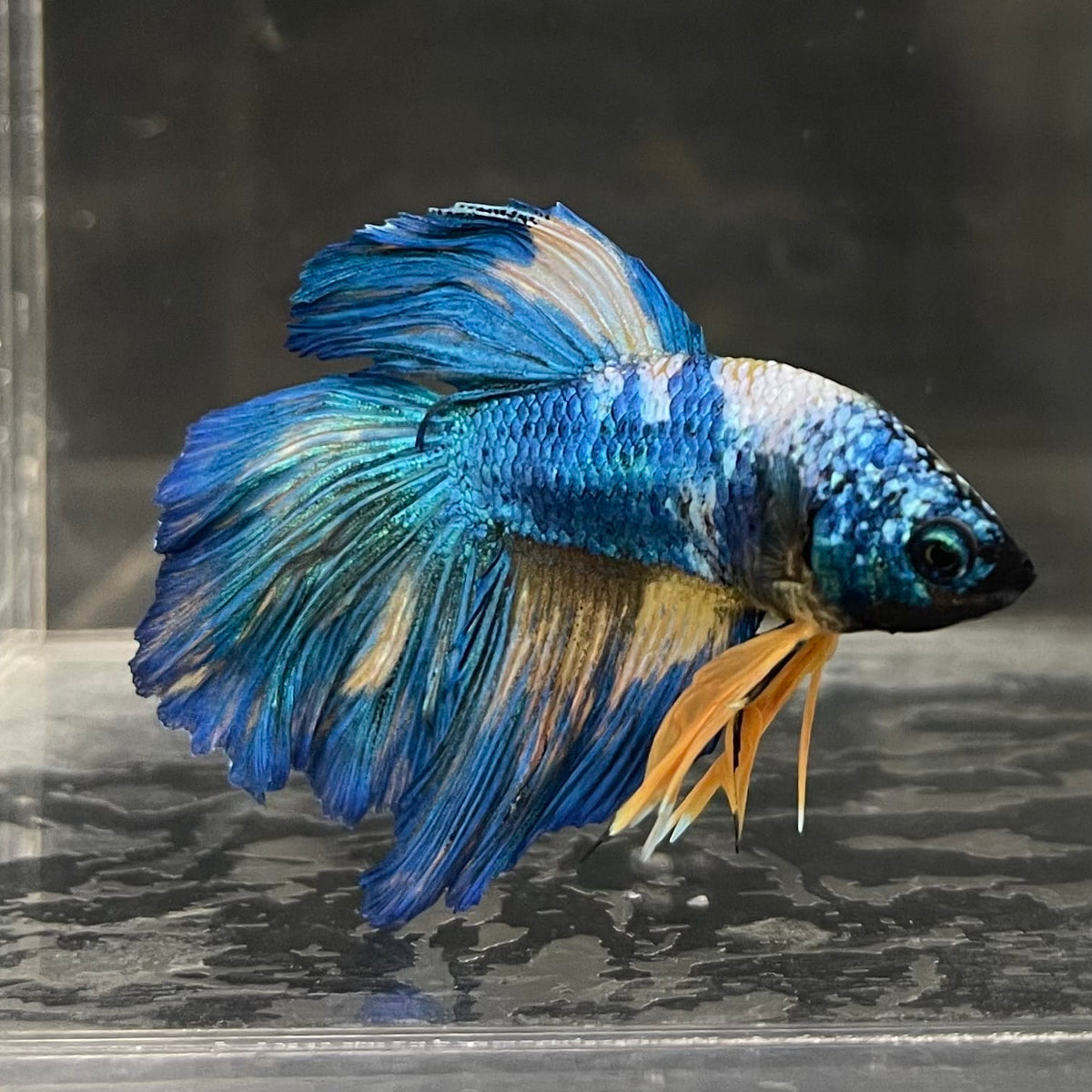 the-fish-farm Male Betta Male Betta - One Only - 6 Choose your favourite Male Betta from The Fish Farm Australia