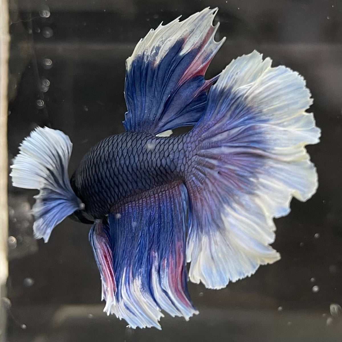 the-fish-farm Male Betta Male Betta - One Only - 6 Choose your favourite Male Betta from The Fish Farm Australia