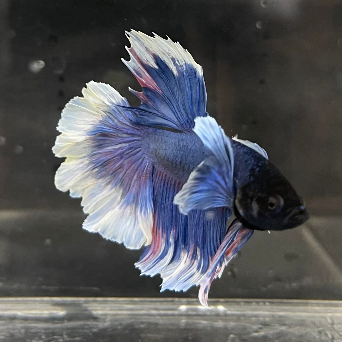 the-fish-farm Male Betta Male Betta - One Only - 6 Choose your favourite Male Betta from The Fish Farm Australia