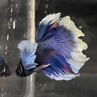 the-fish-farm Male Betta Male Betta - One Only - 6 Choose your favourite Male Betta from The Fish Farm Australia