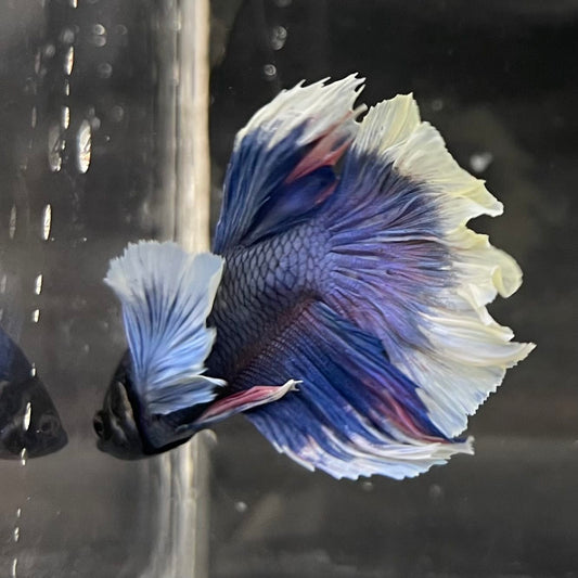 the-fish-farm Male Betta Male Betta - One Only - 6 Choose your favourite Male Betta from The Fish Farm Australia