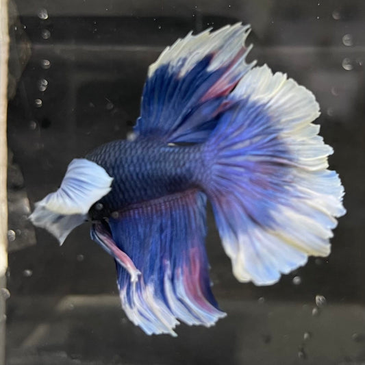 the-fish-farm Male Betta Male Betta - One Only - 6 Choose your favourite Male Betta from The Fish Farm Australia