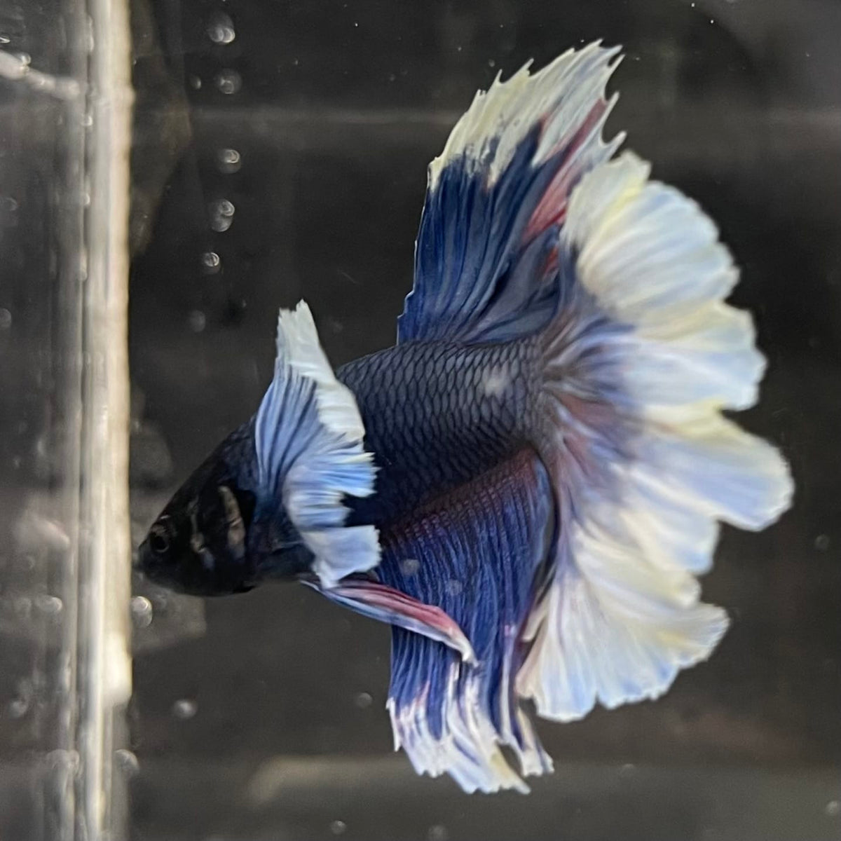 the-fish-farm Male Betta Male Betta - One Only - 6 Choose your favourite Male Betta from The Fish Farm Australia