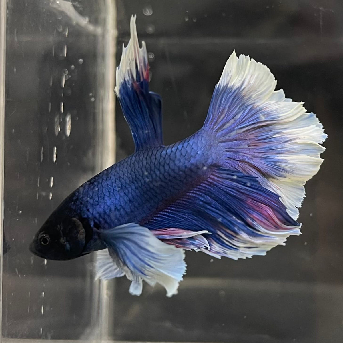 the-fish-farm Male Betta Male Betta - One Only - 6 Choose your favourite Male Betta from The Fish Farm Australia