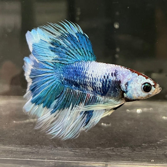 the-fish-farm Male Betta Male Betta - One Only - 6 Choose your favourite Male Betta from The Fish Farm Australia