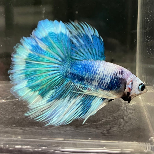 the-fish-farm Male Betta Male Betta - One Only - 6 Choose your favourite Male Betta from The Fish Farm Australia