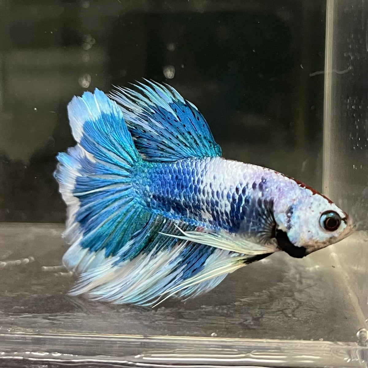 the-fish-farm Male Betta Male Betta - One Only - 6 Choose your favourite Male Betta from The Fish Farm Australia