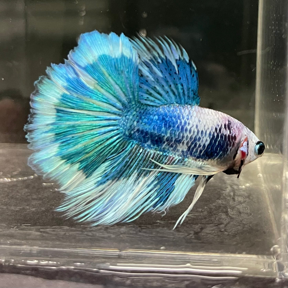 the-fish-farm Male Betta Male Betta - One Only - 6 Choose your favourite Male Betta from The Fish Farm Australia