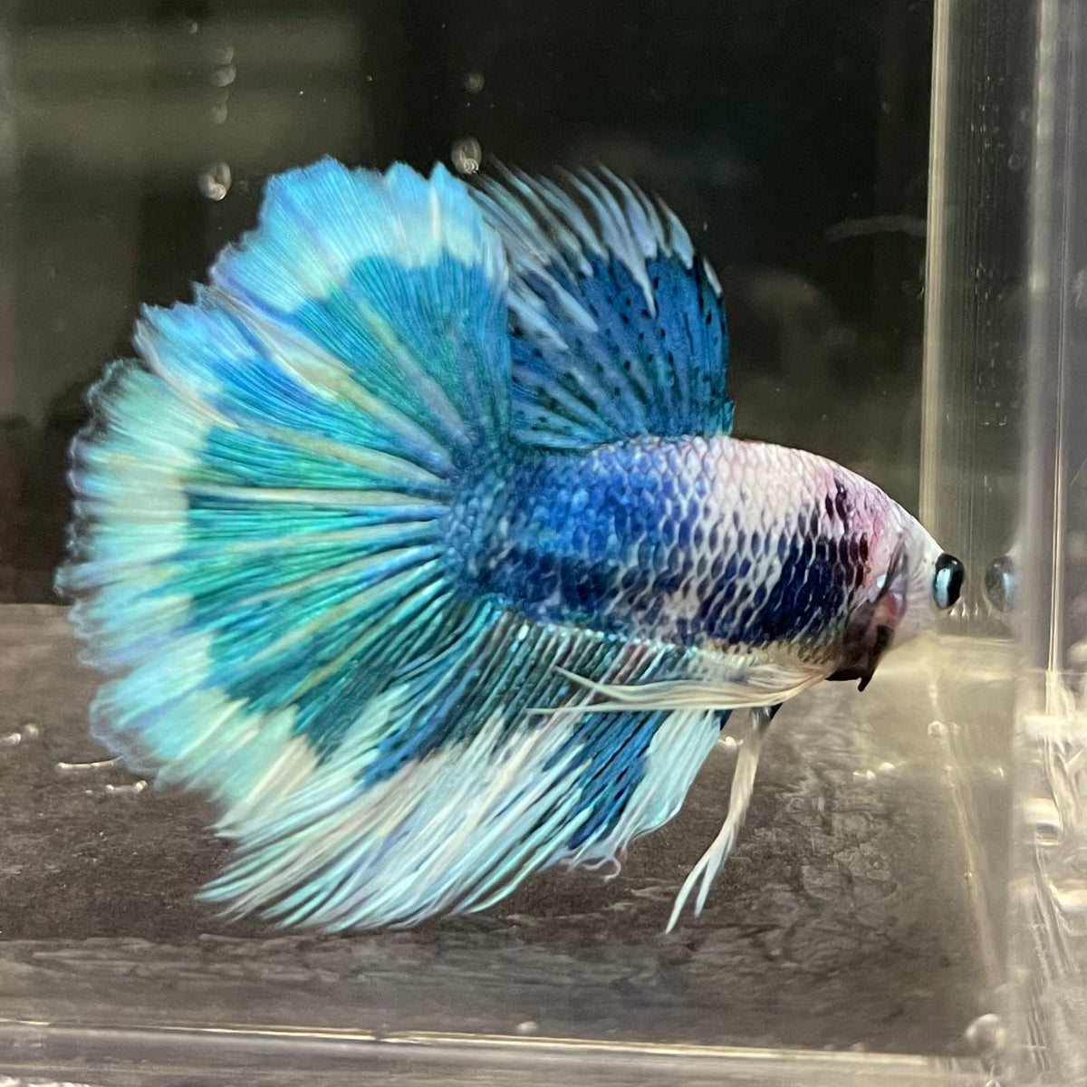 the-fish-farm Male Betta Male Betta - One Only - 6 Choose your favourite Male Betta from The Fish Farm Australia