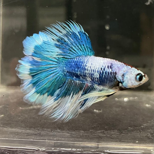 the-fish-farm Male Betta Male Betta - One Only - 6 Choose your favourite Male Betta from The Fish Farm Australia
