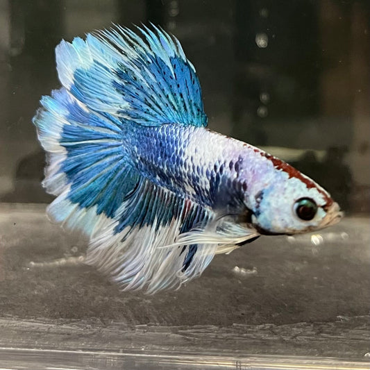 the-fish-farm Male Betta Male Betta - One Only - 6 Choose your favourite Male Betta from The Fish Farm Australia