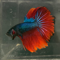 the-fish-farm Male Betta Male Betta - One Only - 6 Choose your favourite Male Betta from The Fish Farm Australia