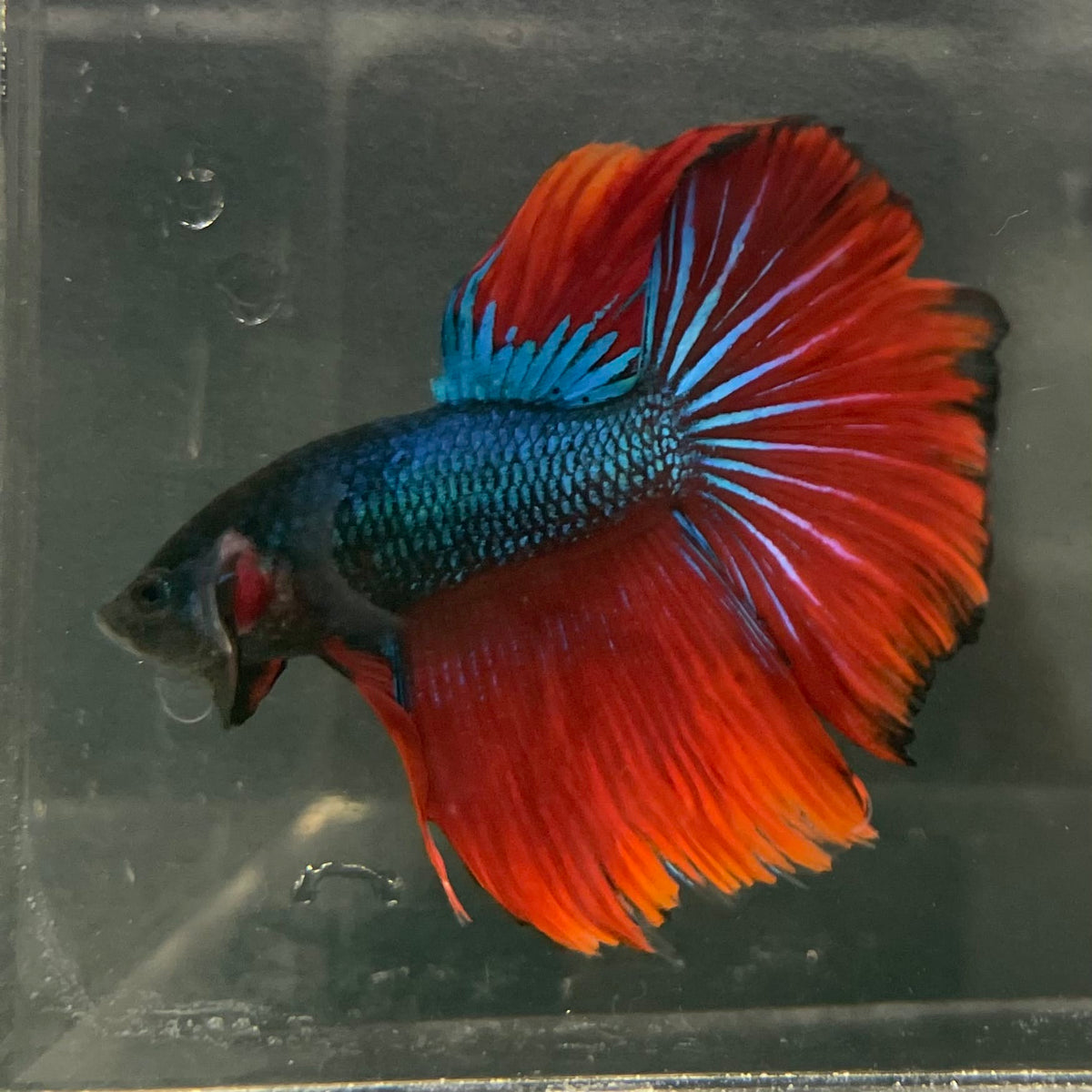 the-fish-farm Male Betta Male Betta - One Only - 6 Choose your favourite Male Betta from The Fish Farm Australia