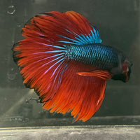 the-fish-farm Male Betta Male Betta - One Only - 6 Choose your favourite Male Betta from The Fish Farm Australia