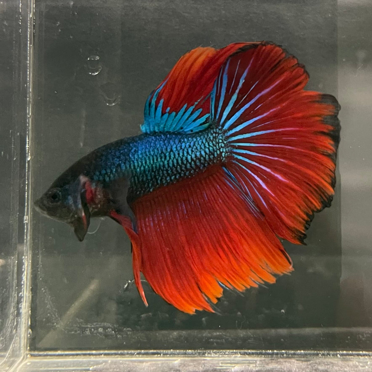 the-fish-farm Male Betta Male Betta - One Only - 6 Choose your favourite Male Betta from The Fish Farm Australia