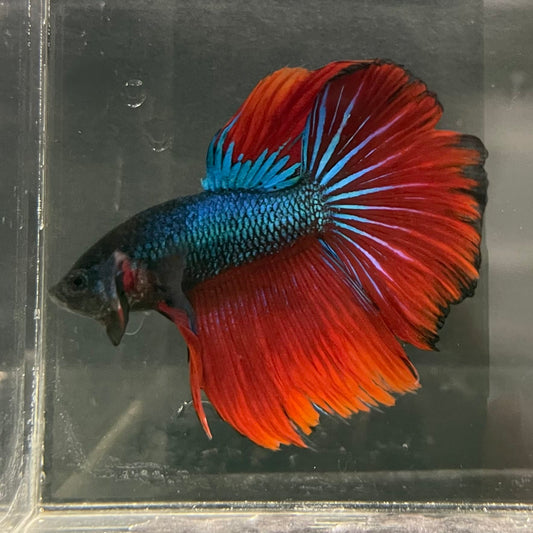 the-fish-farm Male Betta Male Betta - One Only - 6 Choose your favourite Male Betta from The Fish Farm Australia