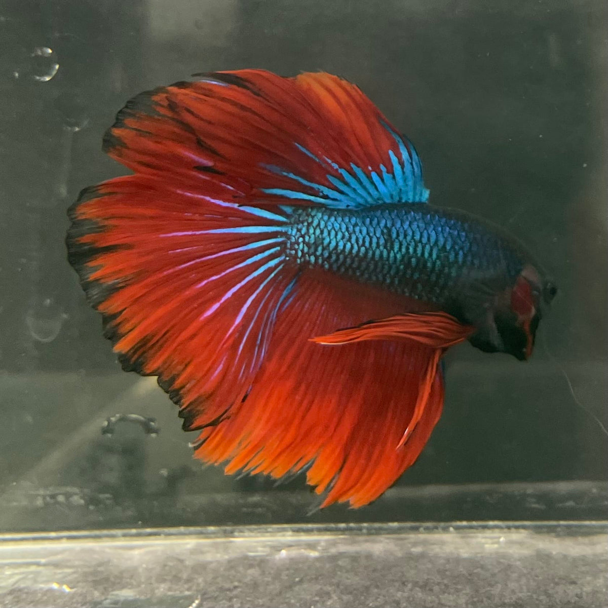 the-fish-farm Male Betta Male Betta - One Only - 6 Choose your favourite Male Betta from The Fish Farm Australia