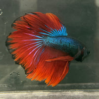 the-fish-farm Male Betta Male Betta - One Only - 6 Choose your favourite Male Betta from The Fish Farm Australia