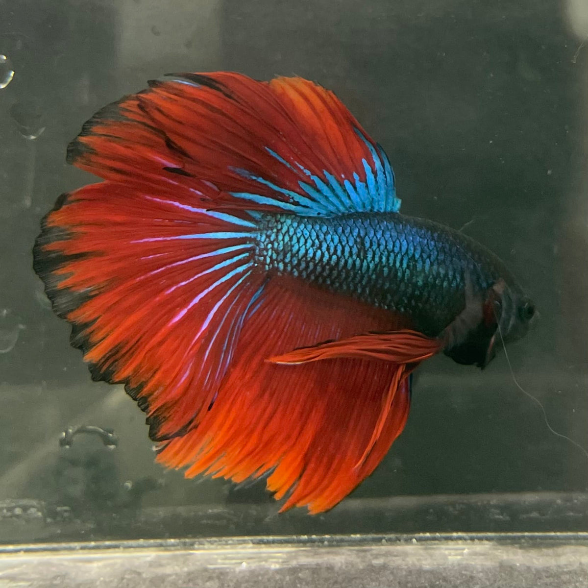 the-fish-farm Male Betta Male Betta - One Only - 6 Choose your favourite Male Betta from The Fish Farm Australia
