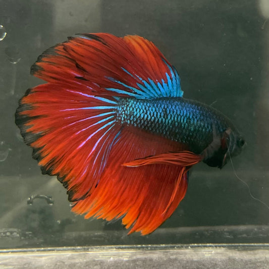 the-fish-farm Male Betta Male Betta - One Only - 6 Choose your favourite Male Betta from The Fish Farm Australia