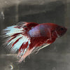 the-fish-farm Male Betta Male Betta - One Only - 7 Choose your favourite Male Betta from The Fish Farm Australia