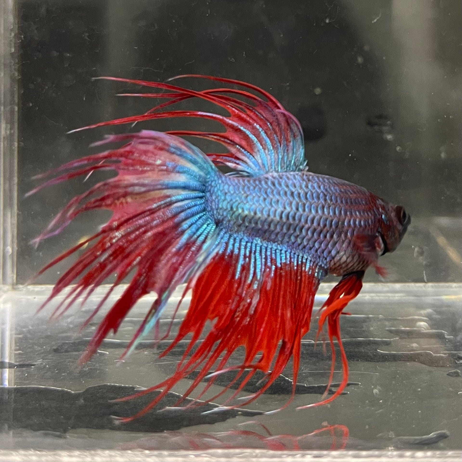 the-fish-farm Male Betta Male Betta - One Only - 7 Choose your favourite Male Betta from The Fish Farm Australia