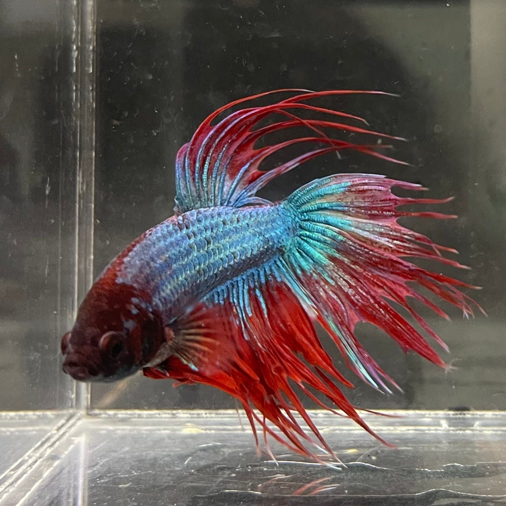 the-fish-farm Male Betta Male Betta - One Only - 7 Choose your favourite Male Betta from The Fish Farm Australia