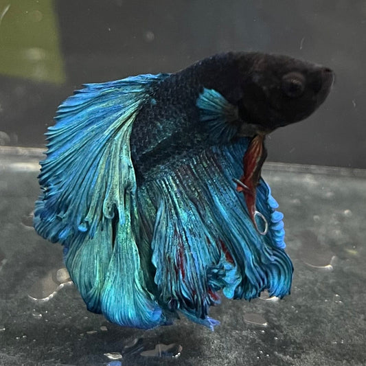 the-fish-farm Male Betta Male Betta - One Only - 7 Choose your favourite Male Betta from The Fish Farm Australia