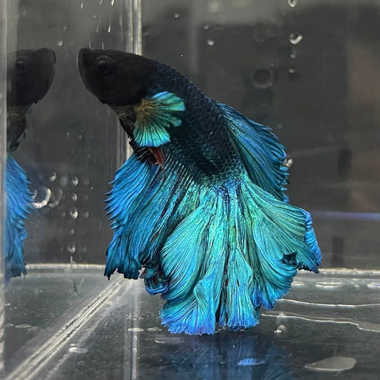the-fish-farm Male Betta Male Betta - One Only - 7 Choose your favourite Male Betta from The Fish Farm Australia