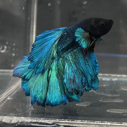 the-fish-farm Male Betta Male Betta - One Only - 7 Choose your favourite Male Betta from The Fish Farm Australia